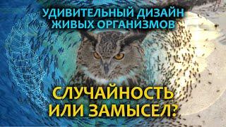 Случайность или Замысел? Удивительный дизайн живых организмов! | 4K / 50 fps