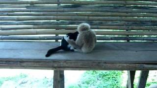 Monkey Vs Cat Muay Thai