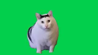 Huh Cat Meme Green Screen