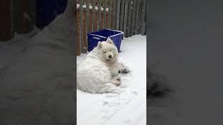 Samoyed dog very content laying in the snow.