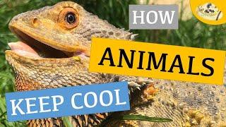 How Animals Keep Warm, Cool Off, and Stay Thermoregulated: Endotherm vs Ectotherm | Meet my Zoo!