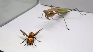 Praying Mantis vs. Murder Hornet