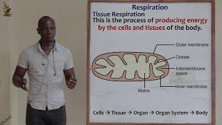 15. Respiration; Introduction and Phases of Respiration Biology Form 2