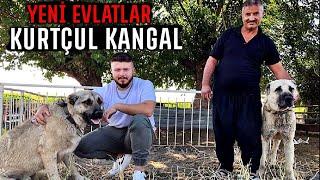 1 SAF KANGAL 2 YAVRU ÇOBAN KÖPEĞİ ALDIM!! (ÇOK GÜZELLER )