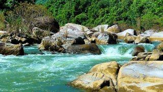 The Sound of a Forest River helps Purify the Mind and Body, Nature's Healing Lullaby