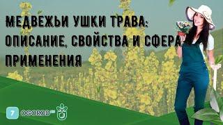 Медвежьи ушки трава: описание, свойства и сфера применения