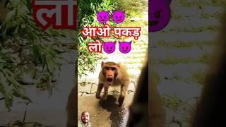 Omg Bandar #monkey #funny #comedy #animals #funnymonkey #monckey #bandar @fullyfaltoo @MrBeast