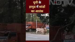 Uttar Pradesh के Hapur में में सांडों का आतंक, सड़को पर लगा लम्बा जाम | Video Viral | Shorts