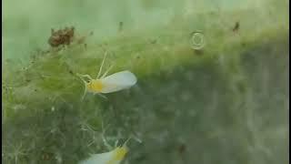 Bemisia tabaci whiteflies