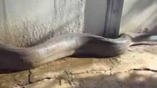 Anaconda Prank