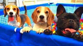 Funny Dogs Surprised with Ball Pit Pool PArtY! Beagles Louie & Marie