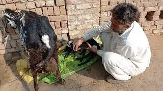 goat delivery | delivery jaldi ho gye | Mein or Mera Punjab