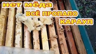 НЕТ КОРМОВ ЧТО ДЕЛАТЬ пчёлы в зиму