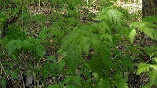 Anthriscus Cerefolium (Cerfoglio) medicinal plant