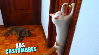 32 COSTUMBRES DE MIS GATOS