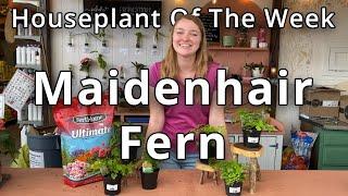 Maidenhair Fern - Houseplant of the Week