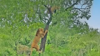 Leopard Drops Lion a Bone after it Struggles to Reach the Food