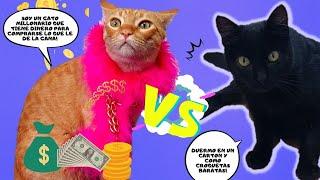 Gato Pobre VS Gato Rico!! 