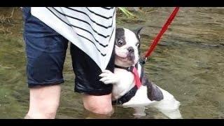 Bulldogs Are Awesome - Funny and Cute French Bulldog Compilation