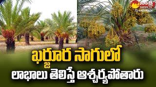 Farmer Success Story Of Date Palm (Kharjura) Farming | @SakshiTVSagubadi