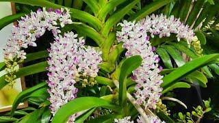 Rhynchostylis gigantea. Tamiami International Orchid Festival 2024.