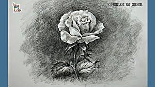 How to draw Rose with Charcoal pencil sketch and shading || PAINTLANE ART VIDEOS