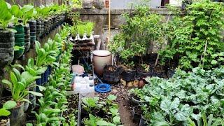 Tour Kebun Mini Di Halaman Rumah Tumbuh Subur  Berbagai Macam Jenis Sayuran Organik | Urban Farming