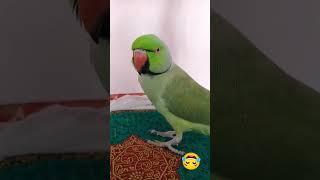 loyal ||  ||#parrot #shorts#viral