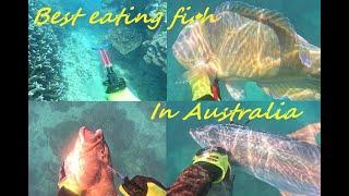 Spearfishing to Feed the Family!!!