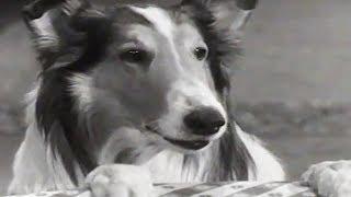 Lassie | Stablemates | Lassie English Full Episodes | Kids Cartoon | Old Cartoon 