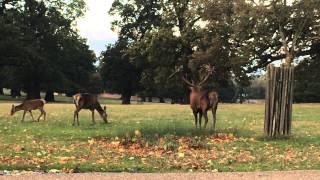 Red Deer Stag Warns Away Rivals, Woburn Park, Bedfordshire