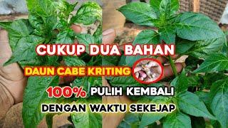 Cara mengobati daun cabe kriting dengan sekejap hasil 100% terbukti