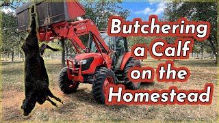 RAISING BEEF CATTLE FOR BEGINNERS – Butchering a Calf for Meat on the Homestead