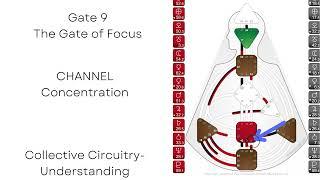 Gate 9 - The Gate of Focus - Human Design