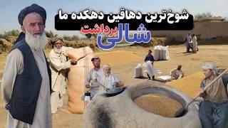 آغاز برداشت برنج یا شالی در دهکده ما ، گفتگو با شوخ‌ترین دهاقین و قصه های روستایی || Our Village