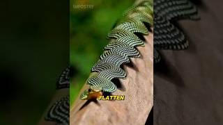 Most unique snake.  | #shorts #shortsfeed #snake #wildlife #reptiles #animals