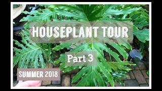 Houseplant Tour 2018, Part 3 || Fern Collection || Selloum Philodendron