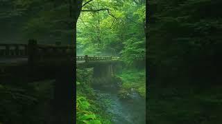 Beautiful Nature Whatsapp Status Green Environment Video New Movie Scene Jungle Status HD #Shorts
