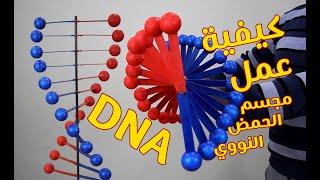 مجسم الحمض النووي  (DNA) - DNA model project