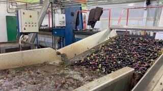 Classic Olive Oil Factory Tour | ASMR White Noise Relaxing Sounds