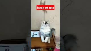 funny cat cute 