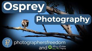 Osprey Photography Woolgoolga Lake NSW - Photographer's Freedom