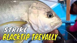 Battle Strike Ikan Petarung di Perairan Malang | MANCING MANIA STRIKE BACK (31/03/24) Part 1