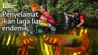 Demi minat, penyelamat ikan laga liar redah hutan paya gambut