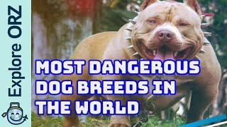 Most Dangerous Dog Breeds In The World