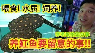 养魟鱼要留意的事情！魟魚餵食魔鬼鱼魟魚 Part2 FreshWater Stringray ikan pari