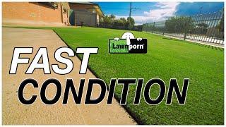 How to QUICKLY IMPROVE LAWN // Quick Results with Liquid Feeds