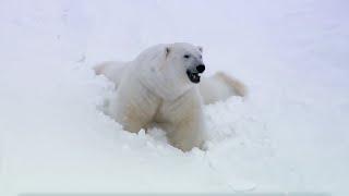 Animal Winter Wonderland | BBC Earth