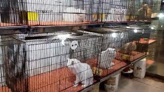 Tollinton market Lahore || persain cat || Cat market || MMB pet lover || Cat shop in Lahore