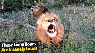 Insanely Loud Lion Roaring Compilation